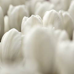 Image showing White Tulips