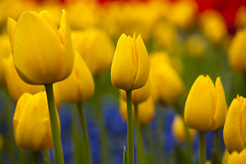 Image showing Yellow Tulips