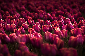 Image showing Field of tulips