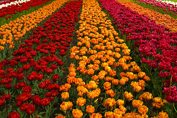 Image showing Spring field with tulips