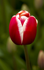 Image showing Tulips