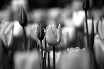 Image showing Tulips