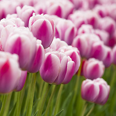 Image showing Pink tulips 