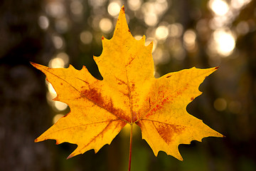 Image showing Close-up of a beautiful anf colorful autumn leaf 