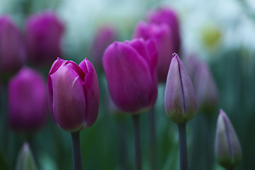 Image showing Tulips