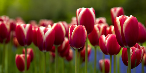 Image showing Colorful tulips 