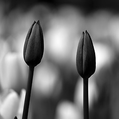 Image showing Tulips