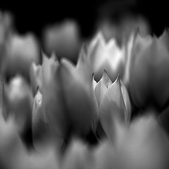 Image showing Tulips