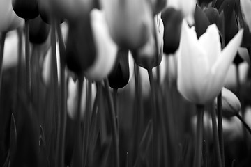 Image showing Tulips