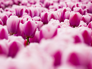 Image showing Pink tulips 