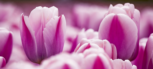 Image showing Pink tulips 