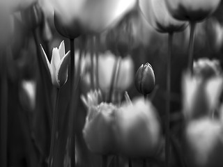 Image showing Tulips