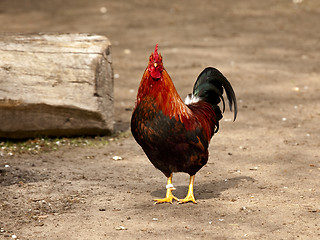 Image showing Cock