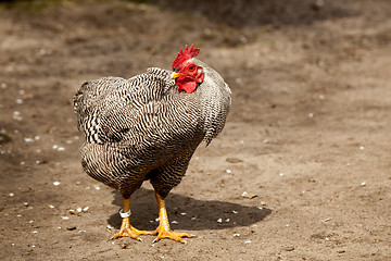 Image showing Chicken