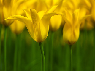Image showing Yellow Tulips