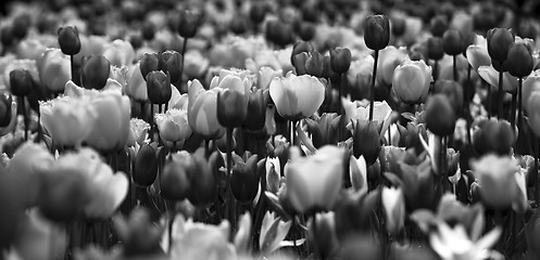 Image showing Tulips