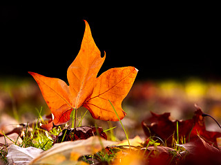 Image showing Close-up of  a beautiful autumn leaf on the floor