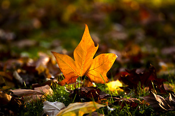 Image showing Close-up of  a beautiful autumn leaf on the floor