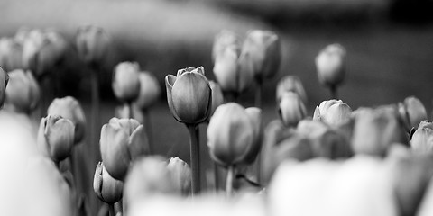 Image showing Tulips