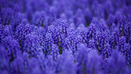 Image showing Muscari armeniacum
