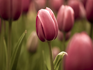 Image showing Tulips