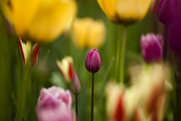 Image showing Colorful tulips