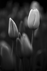 Image showing Tulips