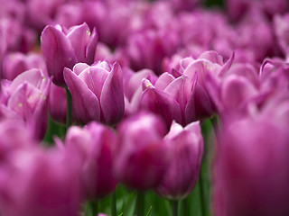 Image showing Pink tulips 