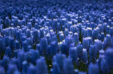 Image showing Muscari armeniacum
