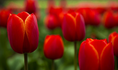 Image showing Colorful tulips 