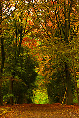 Image showing Beautiful forest