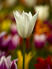 Image showing Colorful tulips
