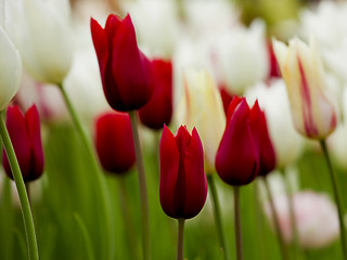 Image showing White and Red tulips