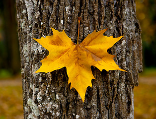 Image showing Close-up of a beautiful autumn leaf on a trunk of a tree