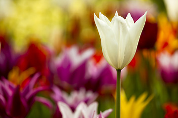 Image showing Colorful tulips