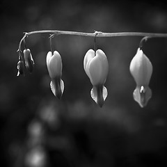 Image showing Flowers in black and white