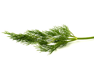 Image showing Green dill leaf