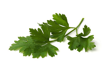 Image showing Green parsley leaves