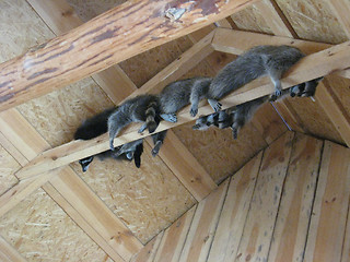 Image showing brood of grey raccoons are hanging up in the zoo