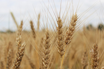 Image showing spikelets of the wheat