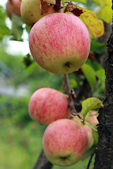 Image showing very tasty and ripe apples on the tree