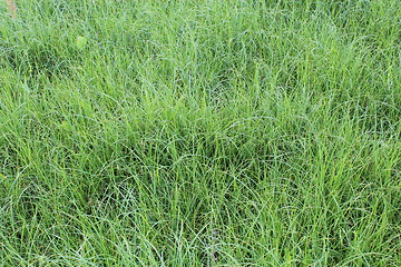 Image showing high green grass in the field