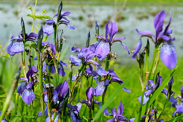Image showing iris blue besides river