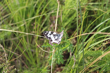 Image showing graceful black and white butterfly on the blade