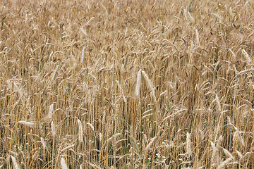 Image showing spikelets of the wheat