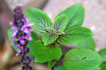 Image showing fresh basil plant