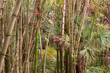 Image showing Bamboo Jungle