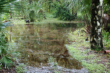 Image showing flooded wetlands in south florida