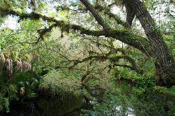 Image showing Overgrown swampy river