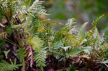 Image showing resurrection ferns up close